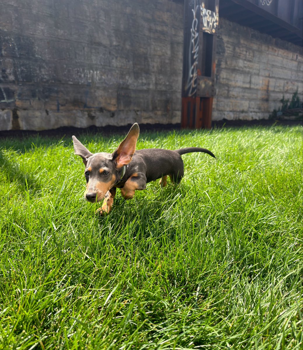 DanteTheDon's tweet photo. And this is the best picture I’ve ever taken in my life. And I am obsessed with him @backyardstool https://t.co/JYWIkoJw6L