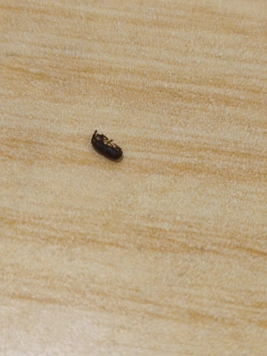 elmarquetero's tweet photo. Me salió un insecto en mis panditas
@RicolinoMX https://t.co/uYMom7IIRB