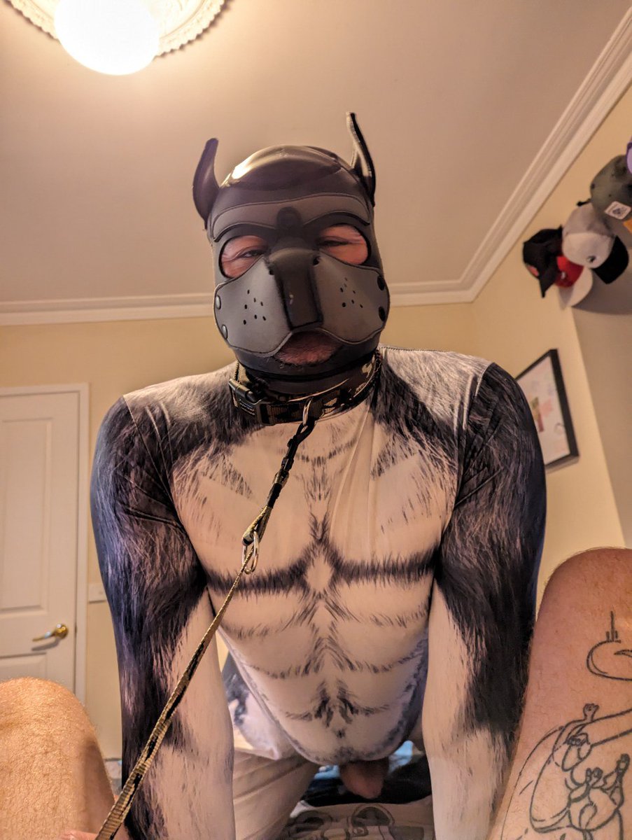 StayKept's tweet photo. Bork Bork 

#pup #humanpup #gay #dick #cute #pupplay #bdsm #kink #staykept https://t.co/fPmZ3LYwDi