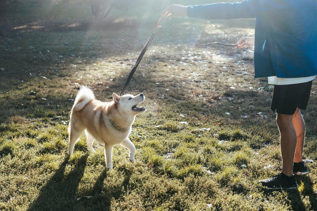 ShalandaF3lpd's tweet photo. わんちゃんと一緒に紅葉狩り（今は桜だけど）🌸🐕 季節の移り変わり楽しい https://t.co/V2WBadPzQZ