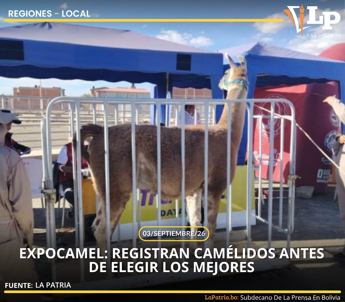 LaPatriaDigital's tweet photo. #Oruro | La Expocamel Internacional avanza con el registro de camélidos en Oruro, preparando la competencia de llamas y alpacas

📌Lee más aquí: https://t.co/DNC3oDxtG8

#NOTICIADEHOY #ExpoCamel https://t.co/JQg5HxJDKD