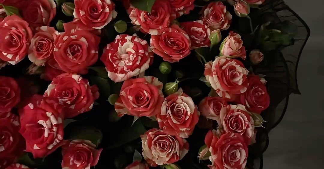 roba_a1997's tweet photo. ㅤ   

             العوَضُ آتٍ ورَبُّ القَلبِ أدرَىٰ بمِيعادِھ🌿🤍

ㅤ.          @AzizbagBag 🌿🫧💜💜 https://t.co/1a4wTJIdcv