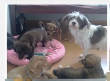 nathxazuos's tweet photo. 🚨ESSA CACHORRINHA ESTÁ CORRENDO RISCO DE VIDA 🚨

Gente a “dona” dessa cachorrinha é uma mulher esquizofrênica que entrou em um surto e começou a falar que a cachorra é do diabo, ela começou a agredi-la e colocou ela pra fora do condomínio, mas como os filhotes estão no apartamento a cachorrinha fica tentando voltar e a perturbada disse que vai mata-la. Alguém consegue abriga-la? Os filhotes eu não sei o que fazer, pedimos ajuda pro delegado bruno e eles meio que cagaram, a policia foi la e nem b.o registraram. Ela vai acabar matando tds se não conseguir vende-los (ela ta tentando). Eles estão aqui em sp, no bairro Jaraguá, condomínio Fit