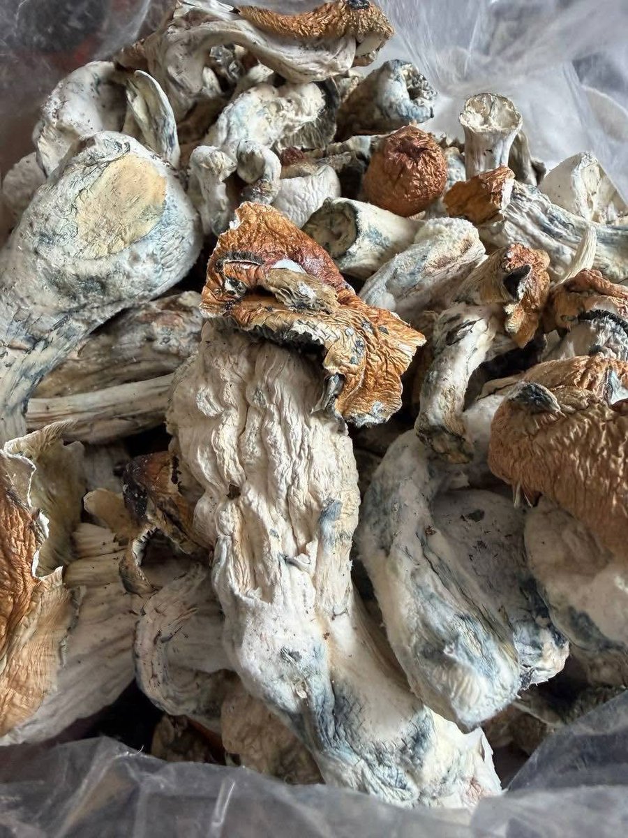 ondoyleo's tweet photo. I've got any type of mushroom your looking for
#shrooms #ecstacy https://t.co/5gNcpBZnzf