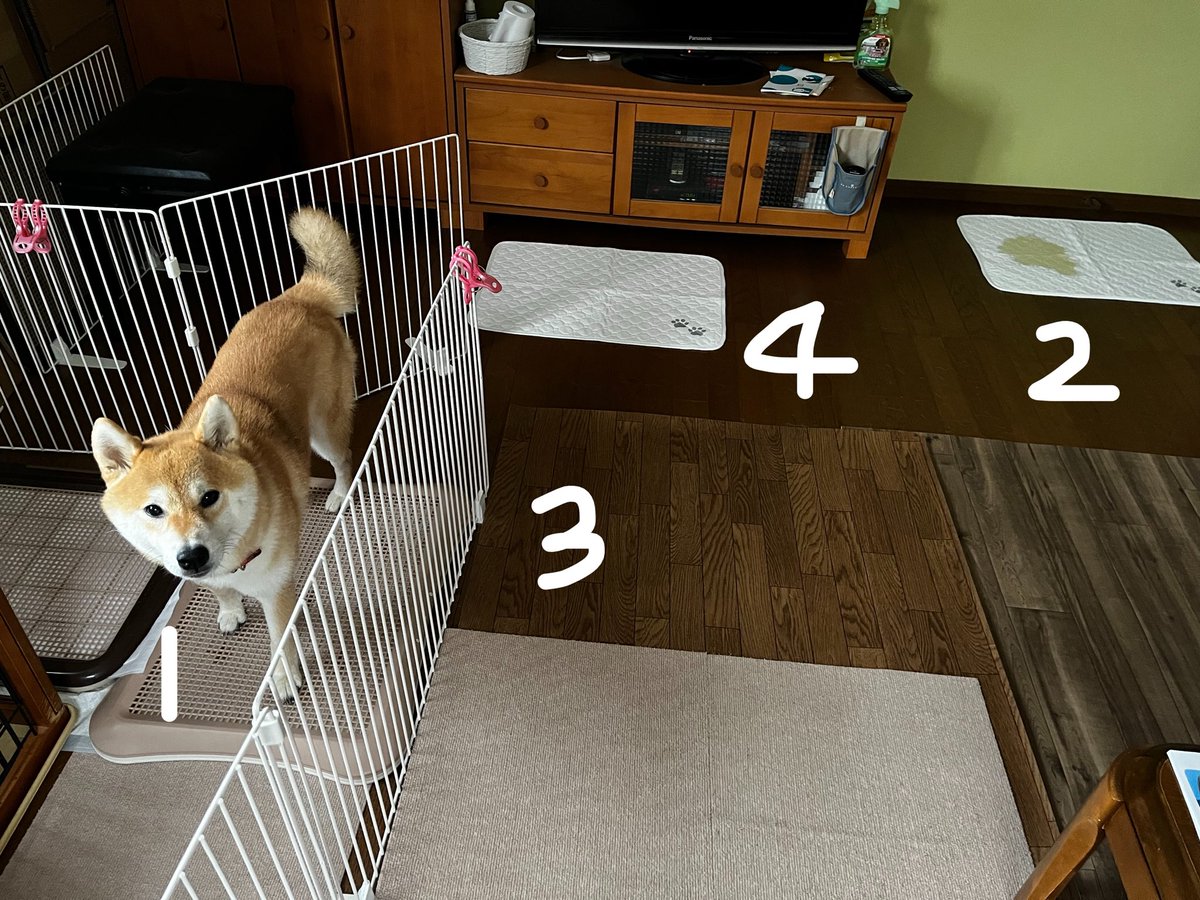 shibainukome's tweet photo. #トイレトレーニング　進歩👏

こめちゃんのトイレ事情

【おしっこ編】
・サークル内にいる時は①のトレーで
・お散歩中は外で
・室内フリー中は①に行けることは少なく、やってはいけない③または④の場所にしてしまう
・タイミングを見計らって①へ誘導している

【うんち編】
・散歩ですることが多い
・時々、②の白マット
・夜中など、サークル内でしたくなったら①トレー

・・・・・・・・・・・・
今朝は、朝ごはんの後フリーにしていました。

そしたら②の白マットでおしっこもうんちもしたんです。

これはとっても珍しいこと。
激褒め案件😃👏

白マットは布製で持ち運びしやすいので、これをトイレと認識してくれたら、外出先などで役に立つなあと思います。

よく失敗する④の場所にも白マットを置きました。

こめちゃんには「ここでしてもいいよ」って伝えてます。

まだまだ続く、トイレトレーニング。一生続くのだろうな。

こめちゃん、トイレしたくなったらキョロキョロウロウロして、よく考えて行動してるように見えます。

トイレを我慢しなくていい、いつでもできる環境を作るのは"柴犬の場合"本当に大変ですが夫婦で取り組んでいます。