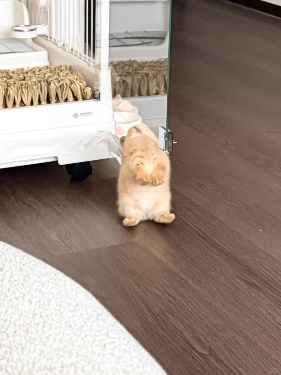 Why you should have a rabbit on X / X