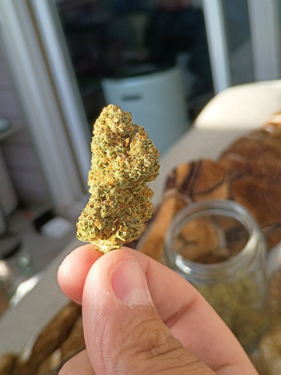 FinalMothGirl's tweet photo. You should come over, we were just about to get high and yearn https://t.co/FSOx50HERW