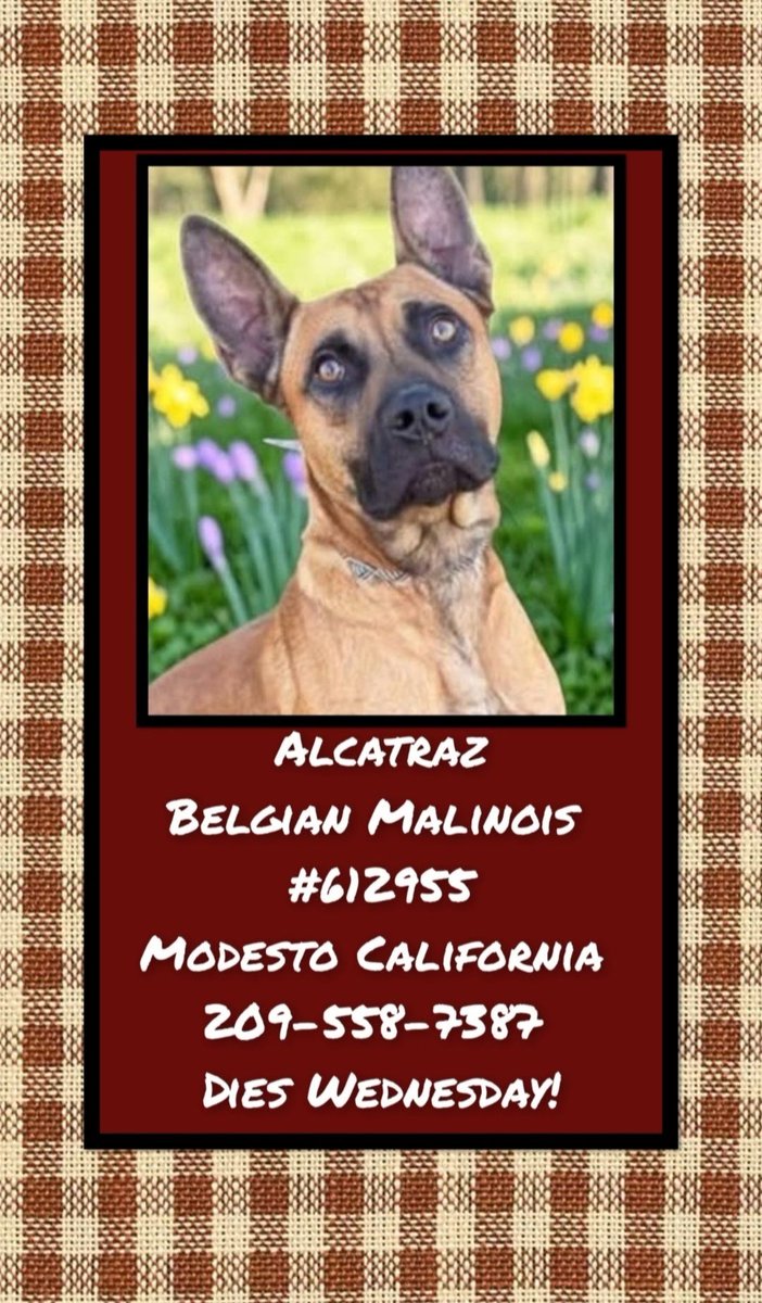 WestEndLondon8's tweet photo. EUTHANASIA REPRIEVE UNTIL 9/9!

A stunning Belgian Malinois has less than one week to live!

@OneGoodMalinois @Malinois_Lovers @BeaKonigs #BelgianMalinois #Modesto #California #Malinois #SantaCruz #Sacramento #SanFrancisco #Oakland #LakeTahoe #Yosemite #Monterey #SanJose #Fresno https://t.co/l6C1UvditL