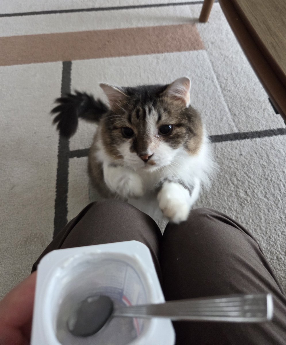 picopicopeeeee's tweet photo. こっそりヨーグルトを食べてるの見つかった
ヨーグルトのカップの音で起きてくる https://t.co/orrqJr8jDz