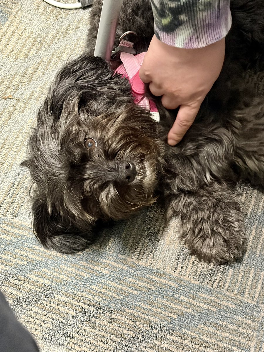 markowenmartin's tweet photo. Mascot at my host’s lab meeting today. I highly approve. #DocMartinInternational. https://t.co/w15ANIaEga