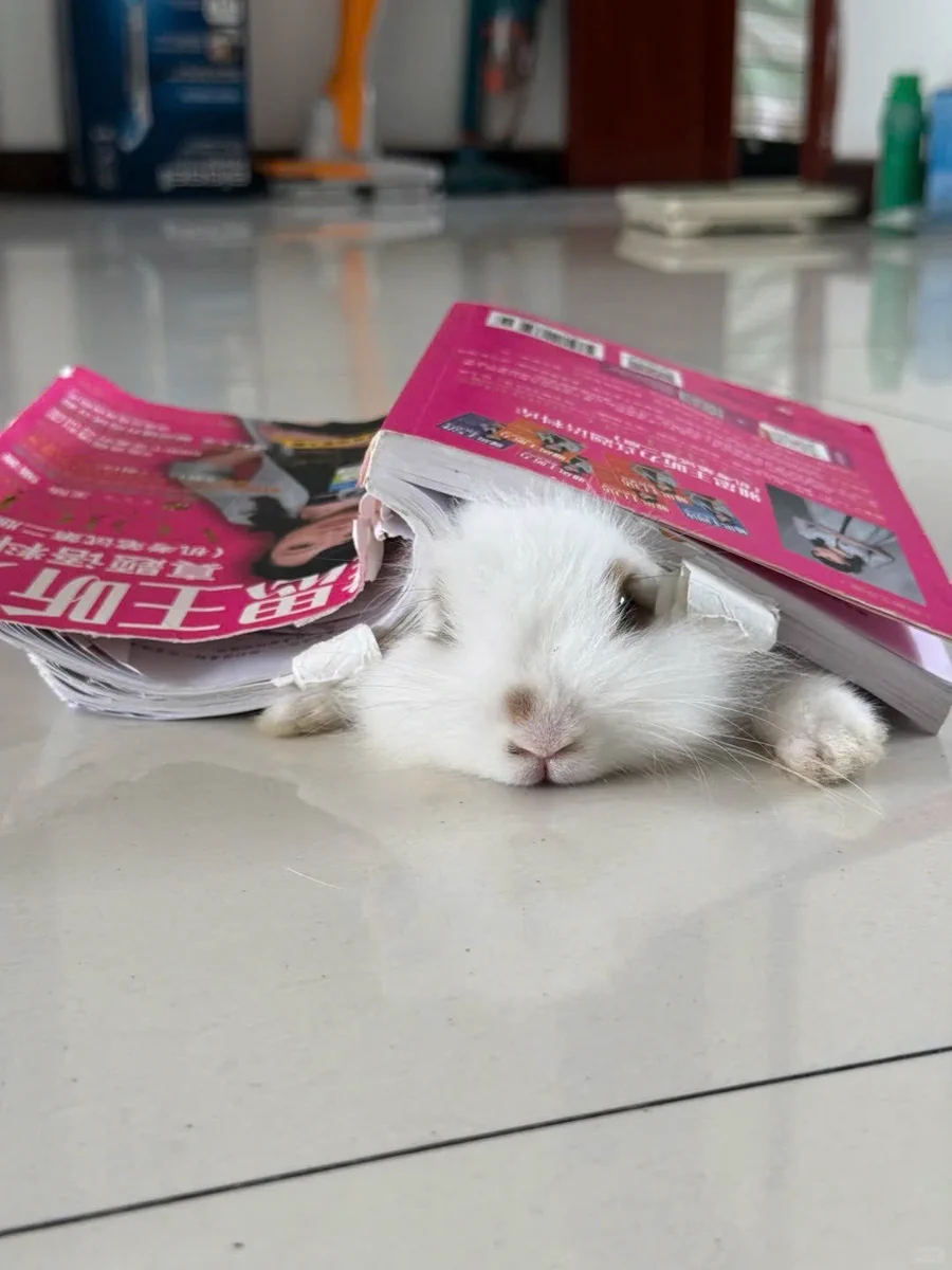 Rabbit_xpページ Why you should have a rabbit on X / X