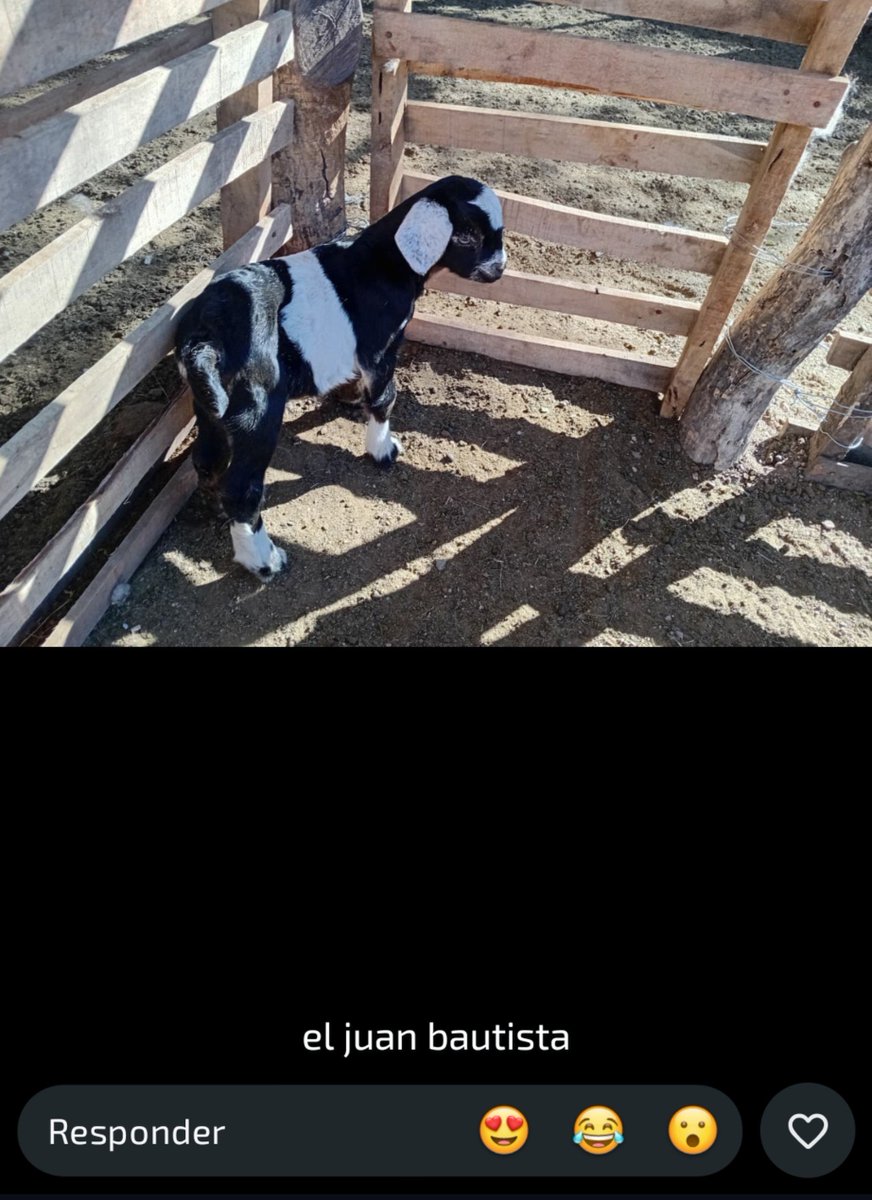 KorteGrana's tweet photo. En mí laburo hay un tipazo que le puso NOMBRES DE PERSONAS a los animales que tiene en el campo lo que me río cada vez que sube un estado https://t.co/IeO1yNQvvW