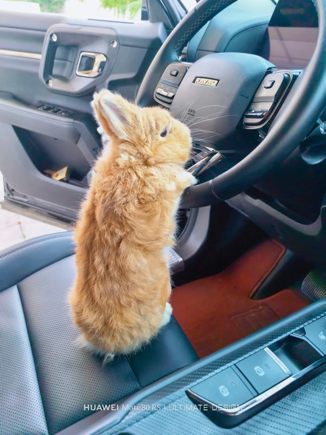 Rabbit_xpページ Why you should have a rabbit on X / X