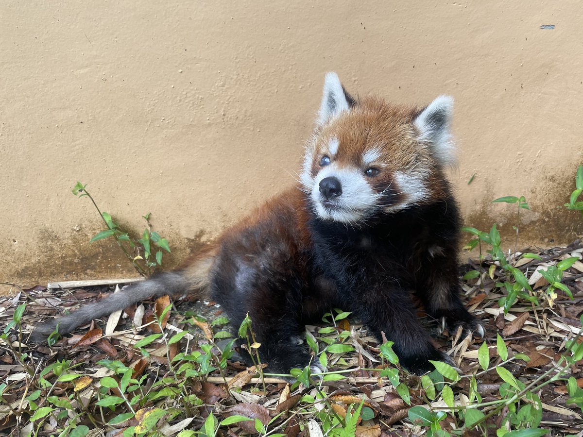 ChibaZoo's tweet photo. 【レッサーパンダの風太の展示について】
本日はややにわか雨の心配もありますが気温も落ち着いており、風太は展示場へ出ております。
急な天候変化の場合は収容する可能性がありますので、その際はご了承ください。(飼Ⅰ)
#千葉市動物公園　#レッサーパンダ　#風太 https://t.co/JSr5TiqfXw