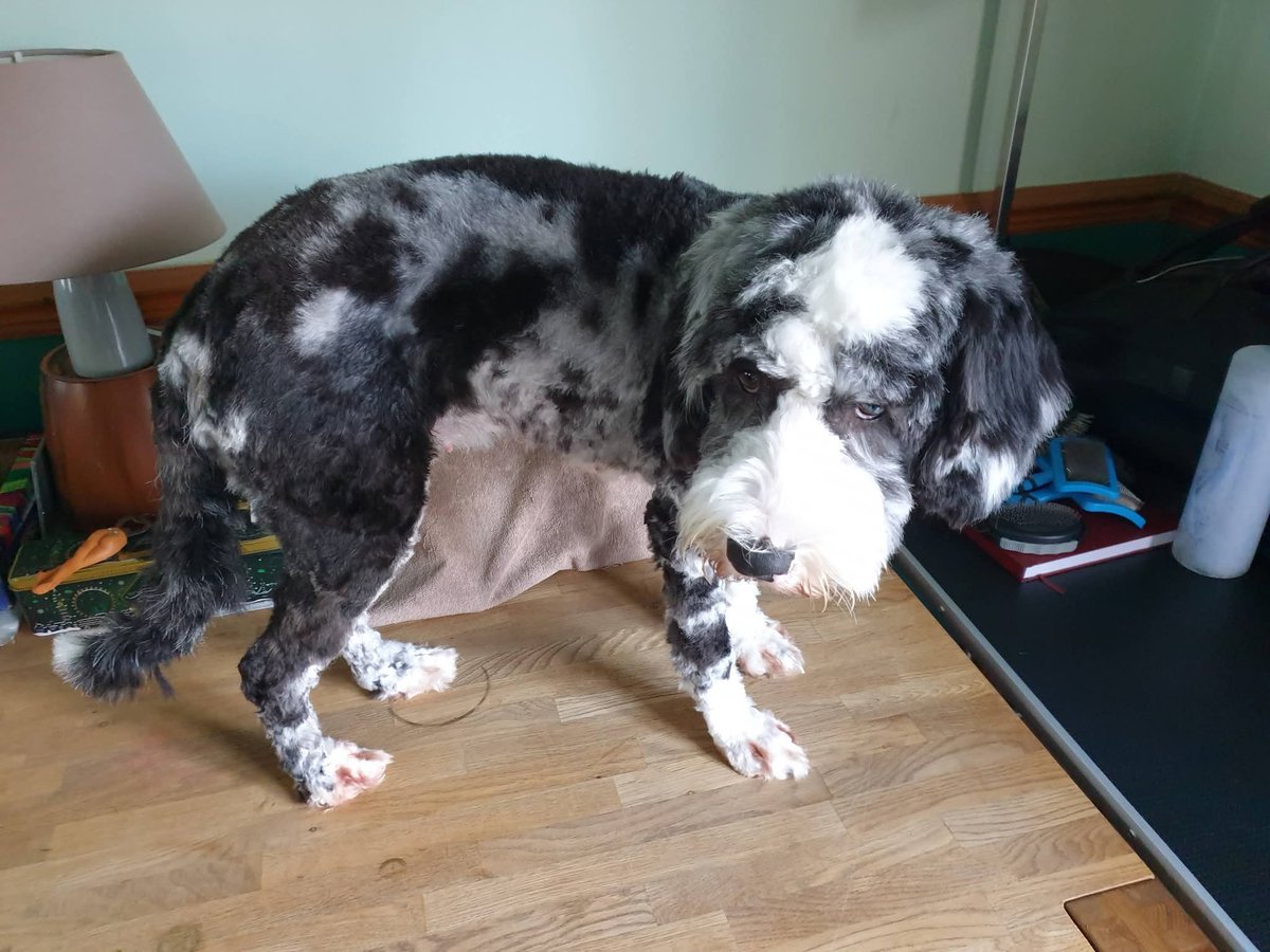 MissingPetsGB tweet picture