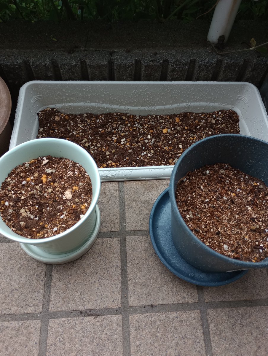 RENE_E311's tweet photo. 植えた！ https://t.co/6j30lzgLu1