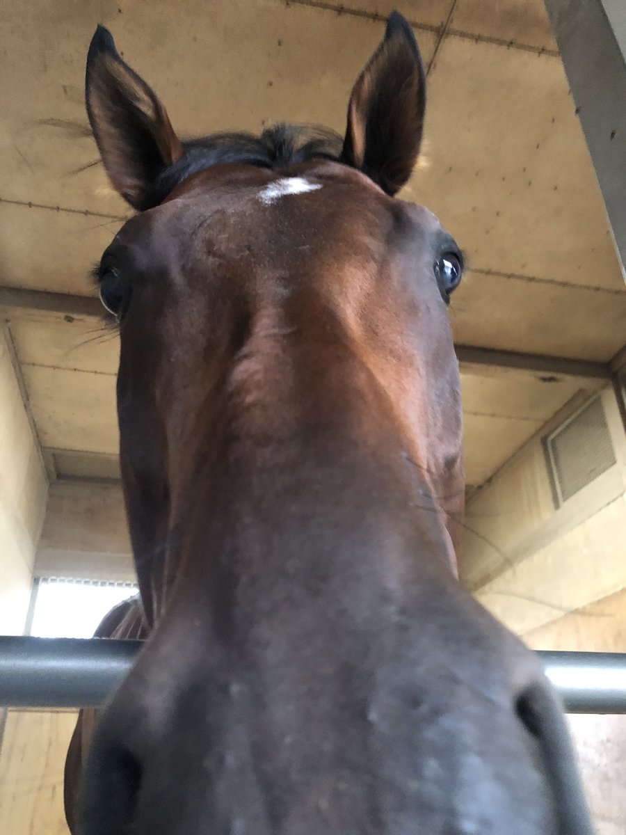 asari_stable's tweet photo. 【今週の浅利厩舎の出走予定】
9/5（土）
札幌6R #マジックファイヤー　斎藤新騎手
9/6（日）
中山8R #ノーウェアマン　津村騎手

写真は今週出走するノーウェアマンです！
今週もどの馬もみんな一生懸命走ります！応援よろしくお願いいたします！

#浅利英明厩舎
#浅利厩舎
#中山競馬場
#札幌競馬場 https://t.co/3UkfM9rrha