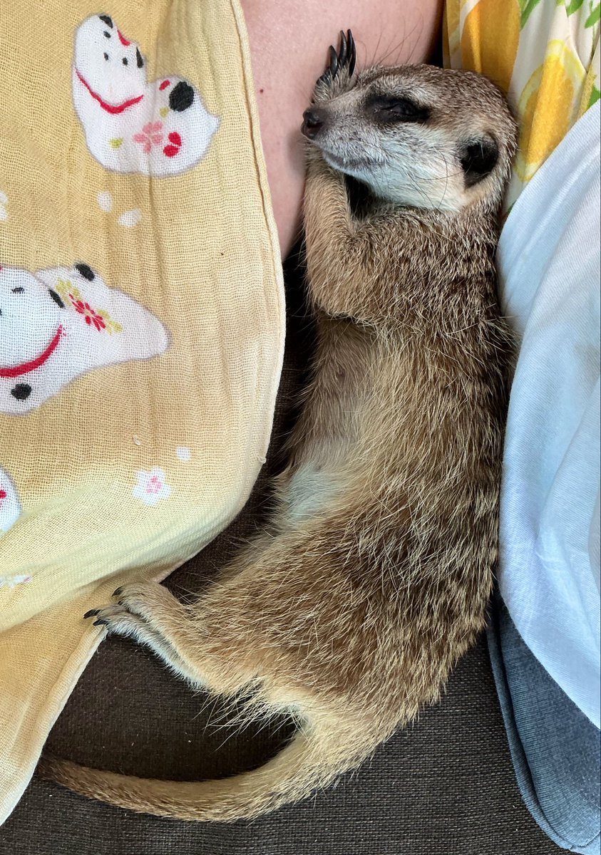 desert_gang's tweet photo. 左手は添えるだけ… #ミーアキャット https://t.co/Kx0idN2zq6