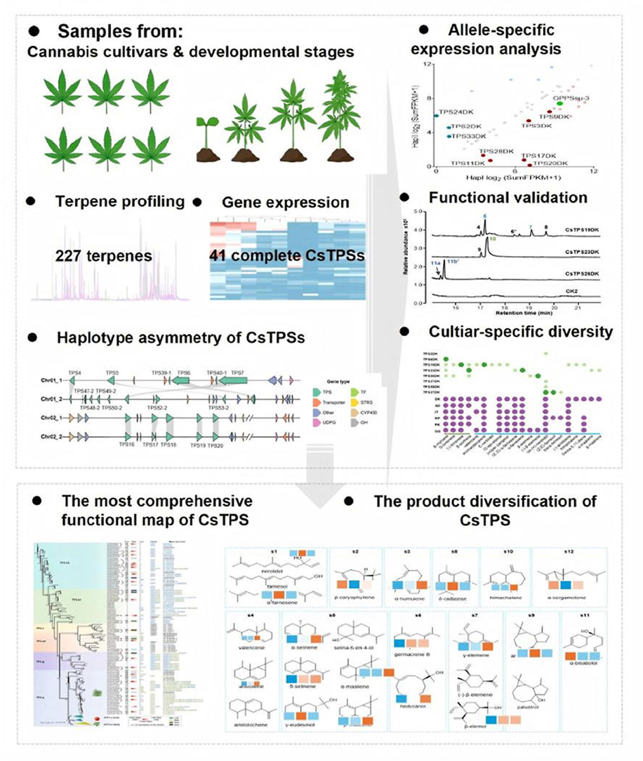 ActaPharmSinB's tweet photo. Article✍️Expansion and functional diversification of #terpene #synthases shape volatile #terpenoid landscape in #Cannabis #sativa. From Dr. Sun @NortheastForestryUniversity; @Sciencedirect; @ElsevierConnect.
https://t.co/vWykydnI3Q. https://t.co/k9JqJHx8wR