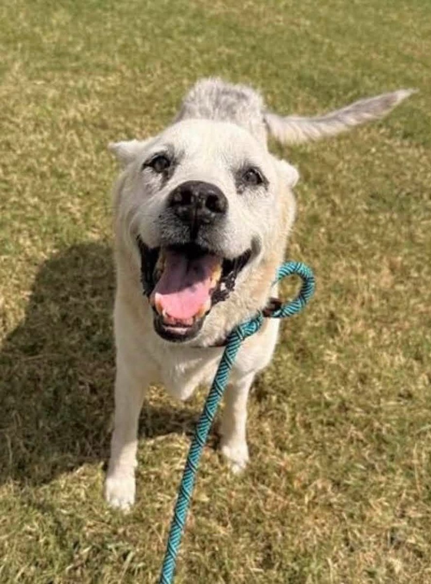 LisaBrabson's tweet photo. MARTHA #A389801 9yo
Senior dogs r the best!
Like MARTHA,she is NOT old,she is EXPERIENCED 🤓
Beautiful #GermanShepherd with a ❤️ full of love!
Intelligent,well mannered, eager to plz 
Plz ⌛️ HURRY to #CorpusChristiACS &amp; #Adopt or #Foster this 😇 
Plz #Pledge to attract a rescue https://t.co/9PIU48D4RX