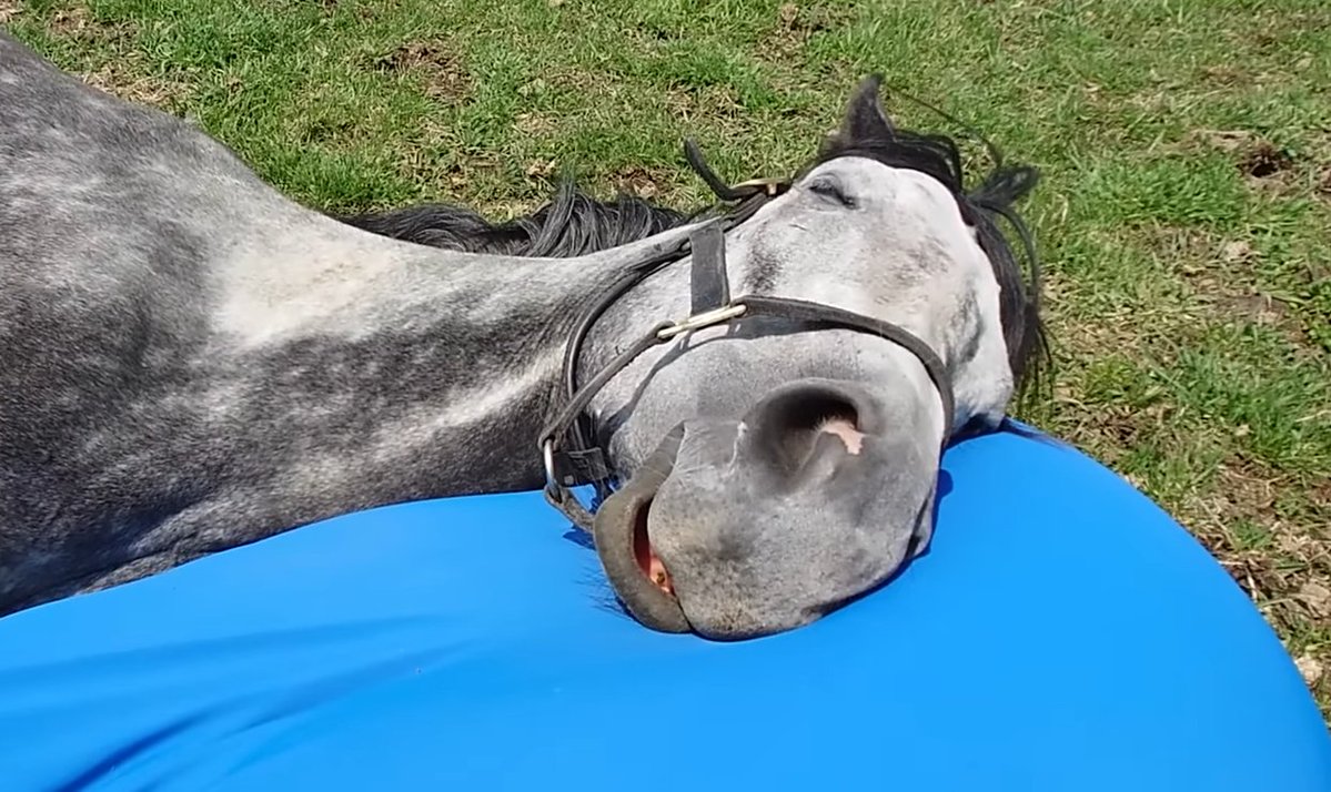 Smthingdifrnt's tweet photo. How I sleep knowing I'm madly in love with a fictional woman who's personality is based off a real life horse https://t.co/tBG6l4utAp