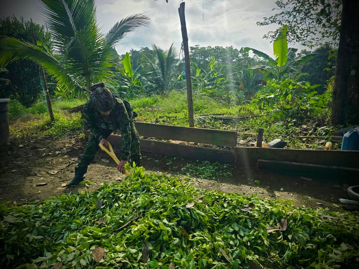 COL_EJERCITO's tweet photo. 🔴🕔📢 #LaPrimeraDelDía | Golpe a las finanzas del narcotráfico en #Nariño.

En la vereda Mataje, Tumaco, tropas de la #FuerzaDeTareaHércules de la @Ejercito_Div3, ubicaron y destruyeron un laboratorio para el procesamiento de pasta base de coca, perteneciente a la estructura Oliver Sinisterra.

Durante la operación fueron destruidos 360 kg de hoja de coca picada, 50 galones de gasolina procesada, 12 kg de cal y otros elementos utilizados para la producción de estupefacientes.

#ContraElNarcotráfico
