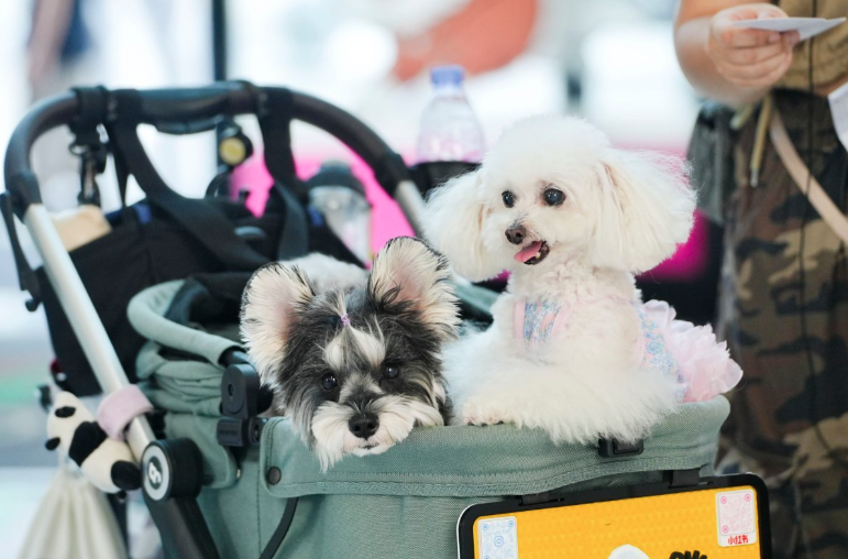 MetaGuangdong's tweet photo. Zhuhai recently hosted its inaugural Trendy Pet Fashion Show, bringing together stylish pets and their owners. The showcase highlighted the region's booming "pet economy" and the rise of innovative urban retail trends. 🐾

#Guangdong #Zhuhai #PetEconomy #PetFashion #UrbanConsumption #Lifestyle
