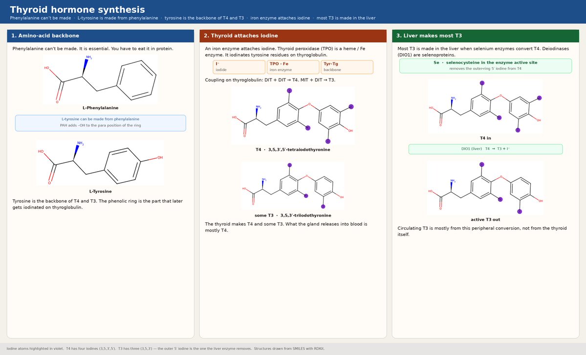 embodiedthinkr's tweet photo. - Phenylalanine can’t be made.  
- L-tyrosine can be made from phenylalanine.  
- Tyrosine is the backbone of T4 and T3.  
- An iron enzyme attaches iodine. 
- The thyroid makes T4 and some T3.  
- Most T3 is made in the liver when selenium enzymes convert T4. https://t.co/K00GxSQreu
