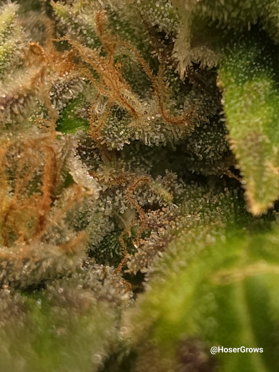 hosergrows's tweet photo. Quick little peek at Rainbow Guava! 

She's not quite ready, but I'll take the progress!!

I just can't wait to get homegrown back in the rotation

#HoserGrows #growyourown https://t.co/jFH3pyJSRU