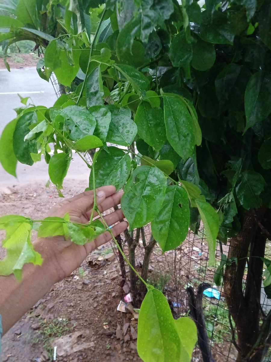 its__yogesh02's tweet photo. Trees look better in the rain ❤️ https://t.co/1VxbBCeiVF