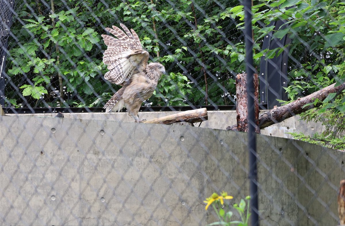 r_greyH9's tweet photo. 旭山動物園の思い出✨
レッサーパンダとフクロウ😀
他、オオカミやペンギン、キリン、シロクマ…etc.
数日 入り浸りたい場所です。
　
　　2026.7.19  小雨が降ったり止んだり https://t.co/4YSsCLNU5R