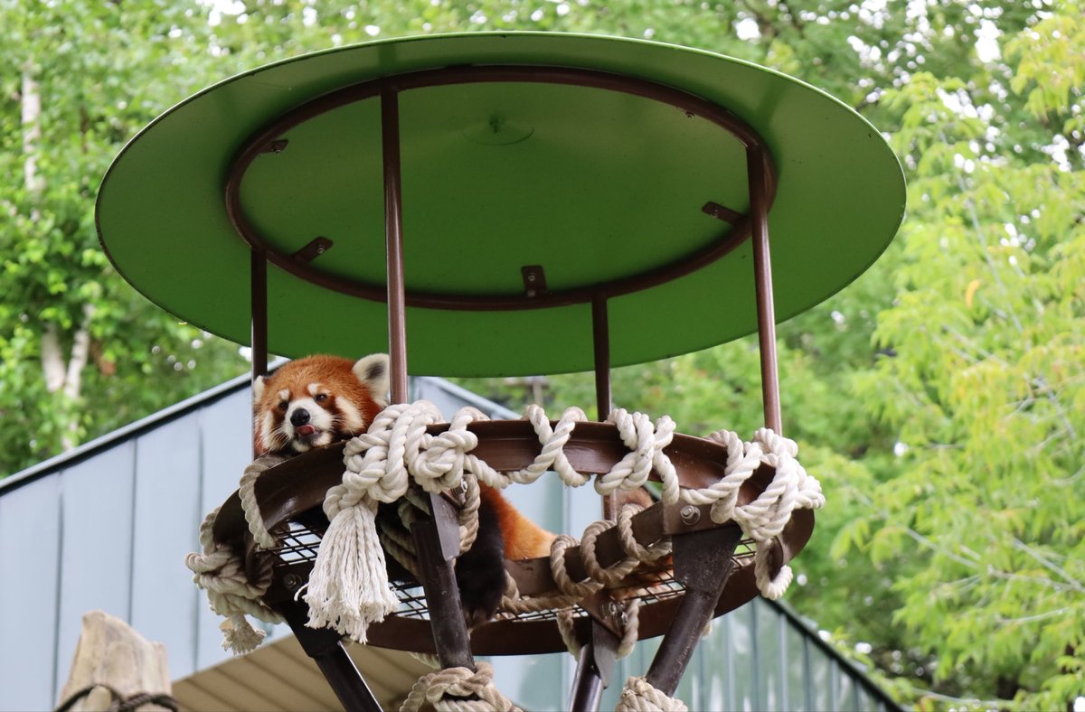 r_greyH9's tweet photo. 旭山動物園の思い出✨
レッサーパンダとフクロウ😀
他、オオカミやペンギン、キリン、シロクマ…etc.
数日 入り浸りたい場所です。
　
　　2026.7.19  小雨が降ったり止んだり https://t.co/4YSsCLNU5R
