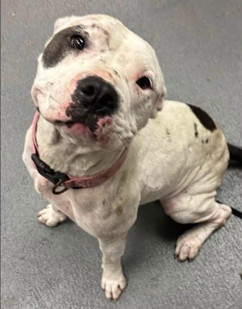 LisaBrabson's tweet photo. LOLA #A386820 1yr8mo, is BEGGING u to save her wee life💔
She has the face of a wee angel 😇 look into those pleading eyes
She just wants a CHANCE
A chance to live ✨️ &amp; b loved!
Adorable,gentle,playful &amp; extremely loving 
Plz #Adopt #Foster or #Pledge4Rescue 
#CorpusChristiACS https://t.co/WS3VFkuZNZ