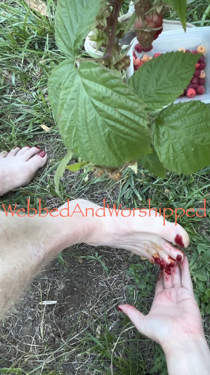 WebbedWorshiped's tweet photo. The Webbies Made It Into the Raspberry Patch!  Apparently raspberry picking needed a little Webbie supervision. #footfetısh #webbedtoes #FootCare #FootScrub #Exfoliation #SelfCare #Pampering #pedicure https://t.co/ial9KyGUNl