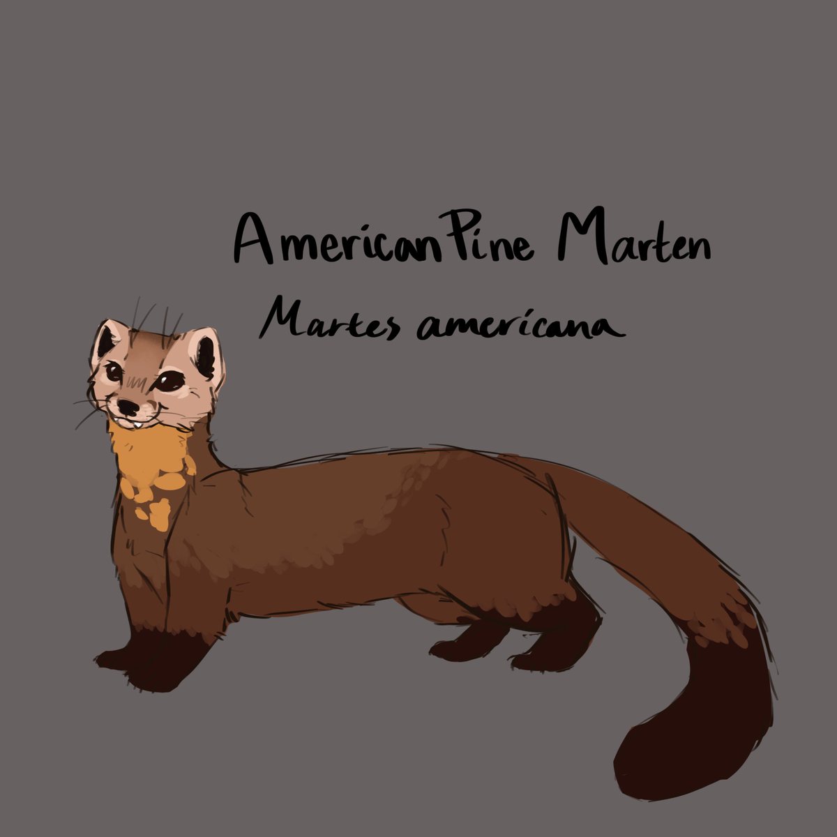 Glitterfreakz's tweet photo. National Pine Marten Day! September is also Marten month!

Before I became an ermine, I was a marten! (First pic is of my two marts, Douglas Fir and Alanis. Than then some doodles I’ve done recently)🤎🌲 https://t.co/3lcMzpj8tS