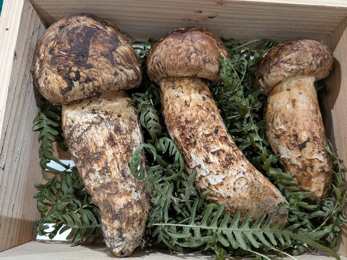 gisyun's tweet photo. 9月第1週も終わりそうですが、国産松茸は一向に増えてきません😅　今日は岩手と山梨が少々でした。。。🥲 #政義青果 #豊洲市場 #岩手産松茸 #山梨産松茸 https://t.co/H5bUSou224