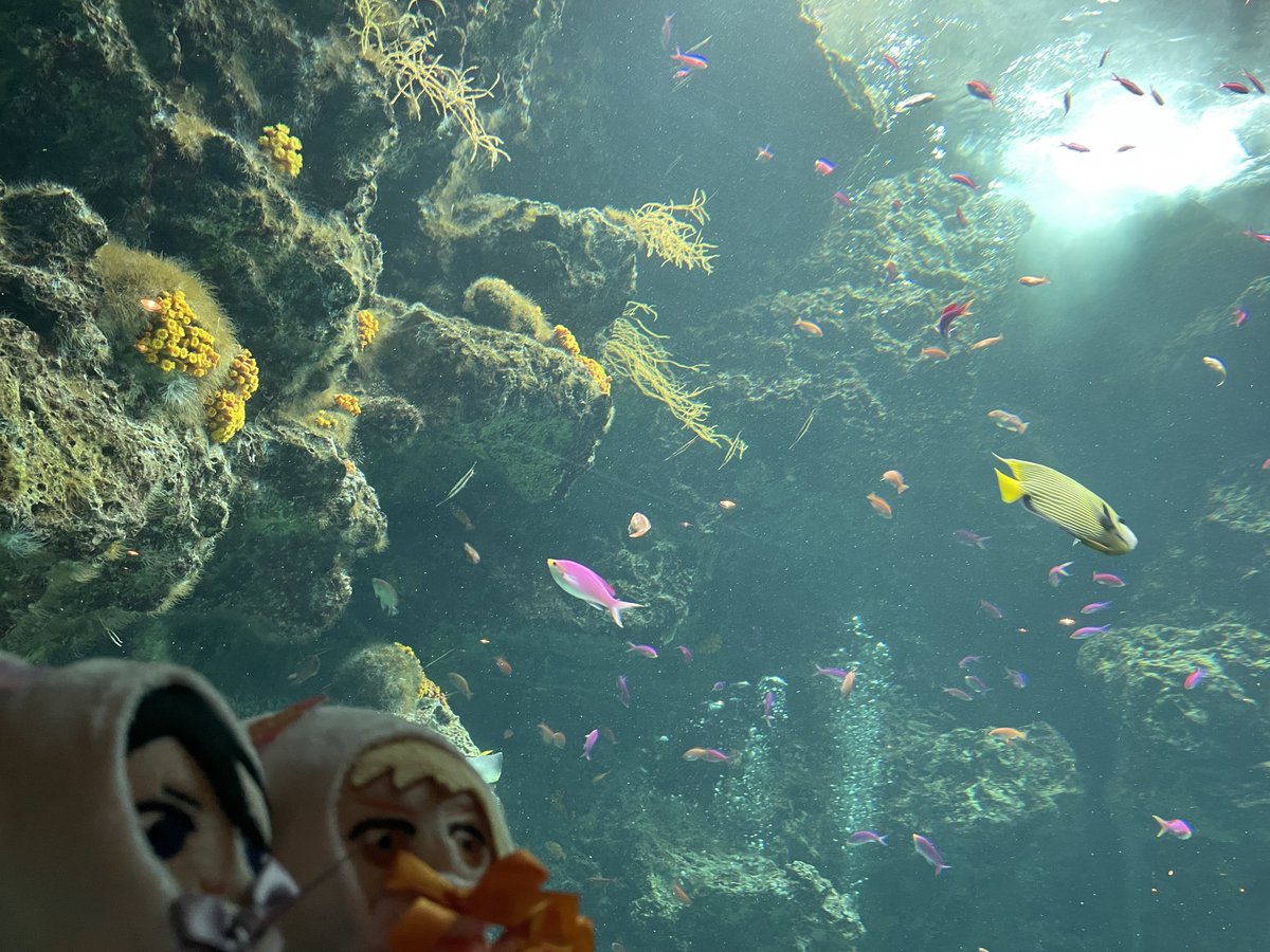 kyky_syosyo's tweet photo. 水族館でした https://t.co/q3fLkZhw9b
