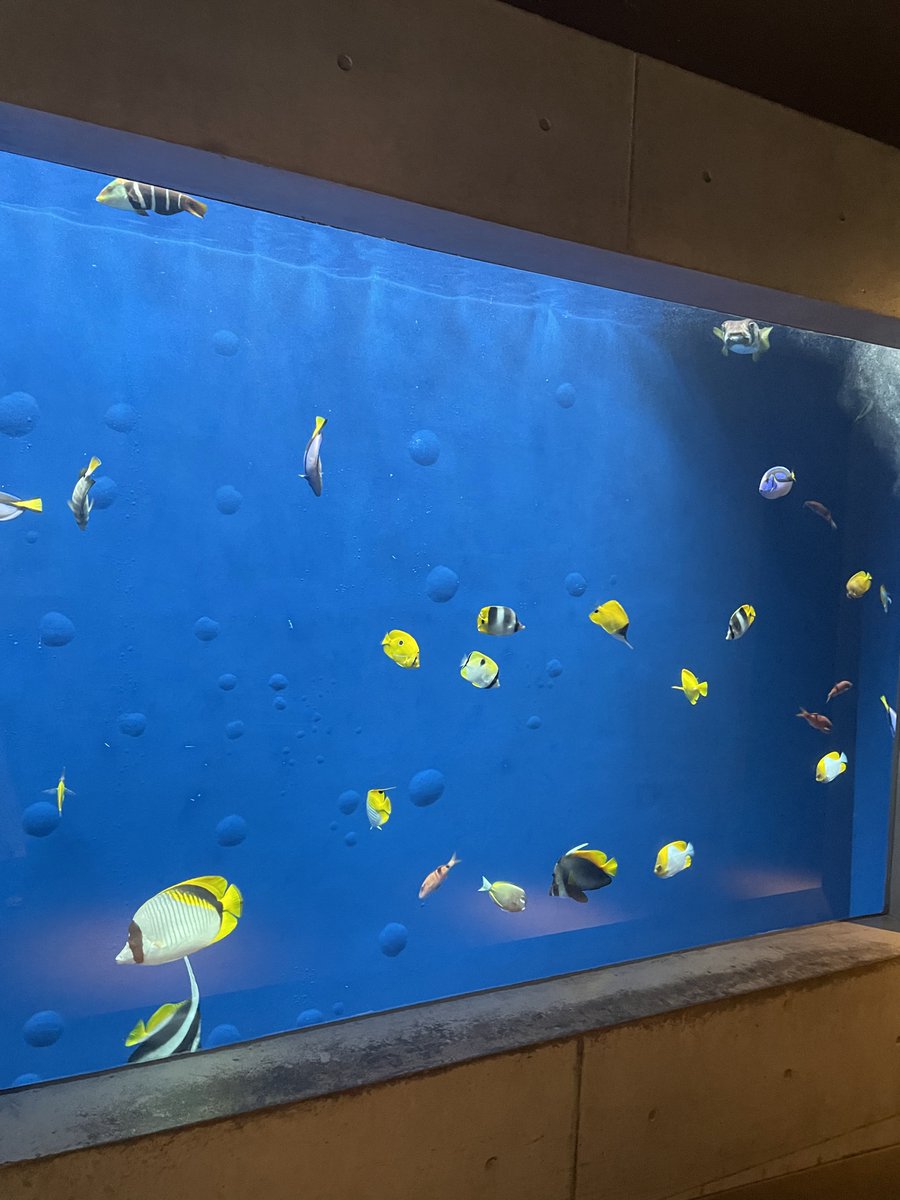 kyky_syosyo's tweet photo. 水族館でした https://t.co/q3fLkZhw9b
