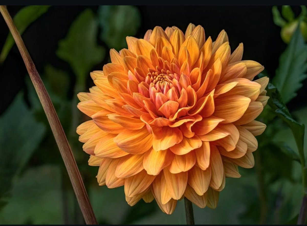 binoyp31's tweet photo. @Preeja57883261 ശുഭദിനം... പ്രീജ... 🏵️🌸☘️🍁🌿🌾🌷 https://t.co/4rXjyJrKkL