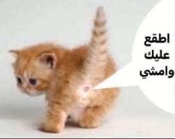 rlu8i's tweet photo. @sul7su حسبي الله https://t.co/d9nyB07u9b