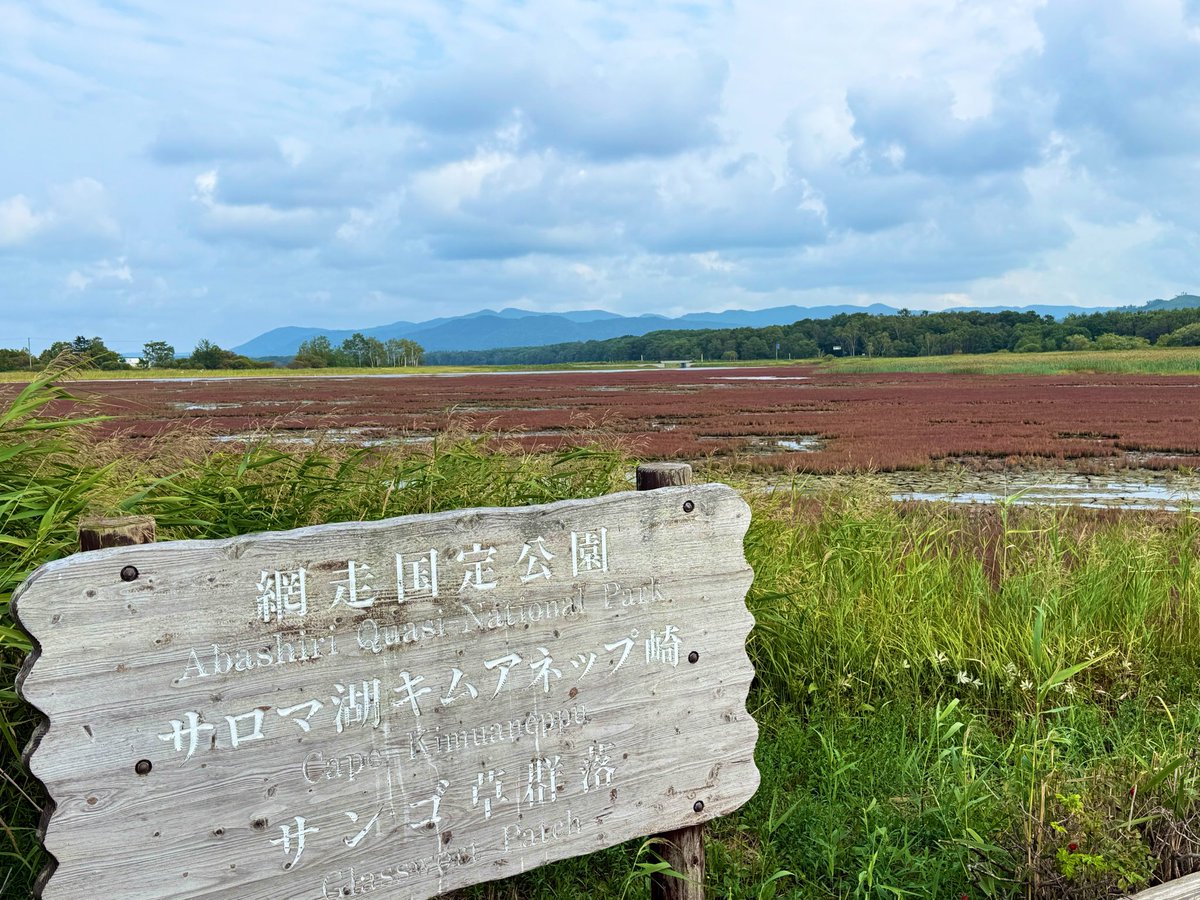 saroma_tai's tweet photo. サロマ湖のサンゴ草が赤く色付いてきてました🪸
初秋のドライブにぜひお立ち寄り下さい♪ https://t.co/bn3iCfBgd2