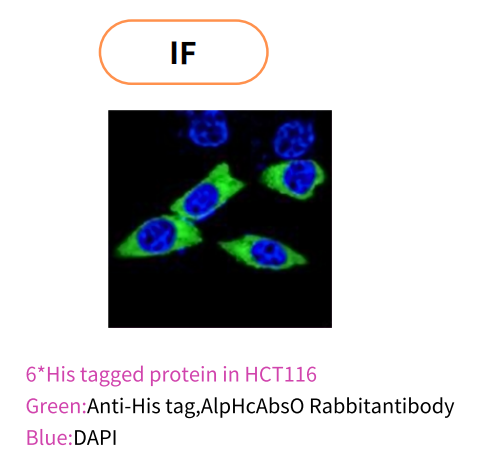 AlpVHHs's tweet photo. Simplify protein detection with Tag #Nanobody!
19+ tag specificities, including FLAG, HA, Myc, His, GFP, RFP, GST, MBP, Halo &amp; more. 
High affinity, low background &amp; excellent batch consistency for #WB, IF, IP/Co-IP and Flow Cytometry.
https://t.co/jSq4XxLzYs
#VHH #LifeScience https://t.co/gAM4bzJkj4