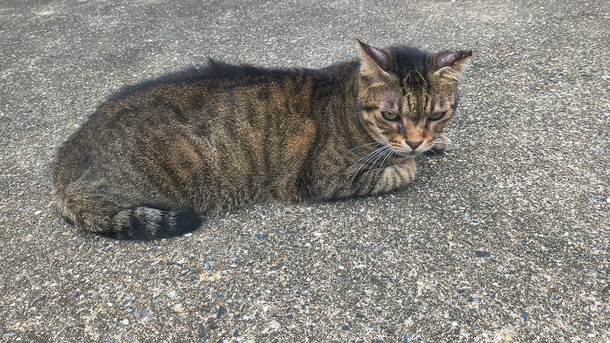 tokaitimes's tweet photo. ちは～
昨日の猫茶ダヨ～ん♪
どうせ外れるだろうと思ったら
見事に当たった雨
8月の長崎市の降水量は3ミリ
3ミリ
これだけしか降ってない
ホント？？
NBC（長崎放送）が言ってたからホントだと思う
YouTubeだったらフェイクニュースだと思う
今日はもう今日だけで3ミリは降ったよね
恵みの雨🌈 https://t.co/dfb1JtF1I5