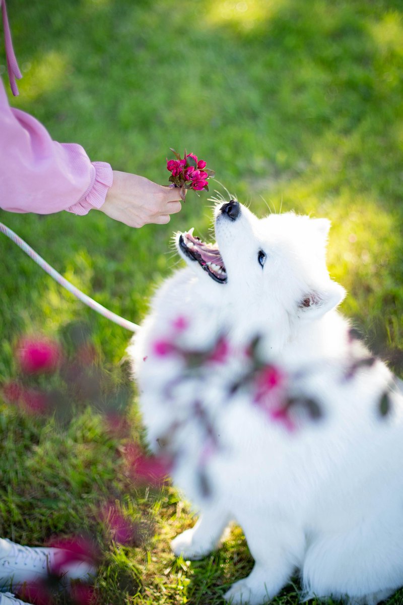 GScherichwjtp's tweet photo. 猫が桜の枝に登って花びらを眺めてる🌸🐱 春の冒険にゃん https://t.co/DbokoN1tUo