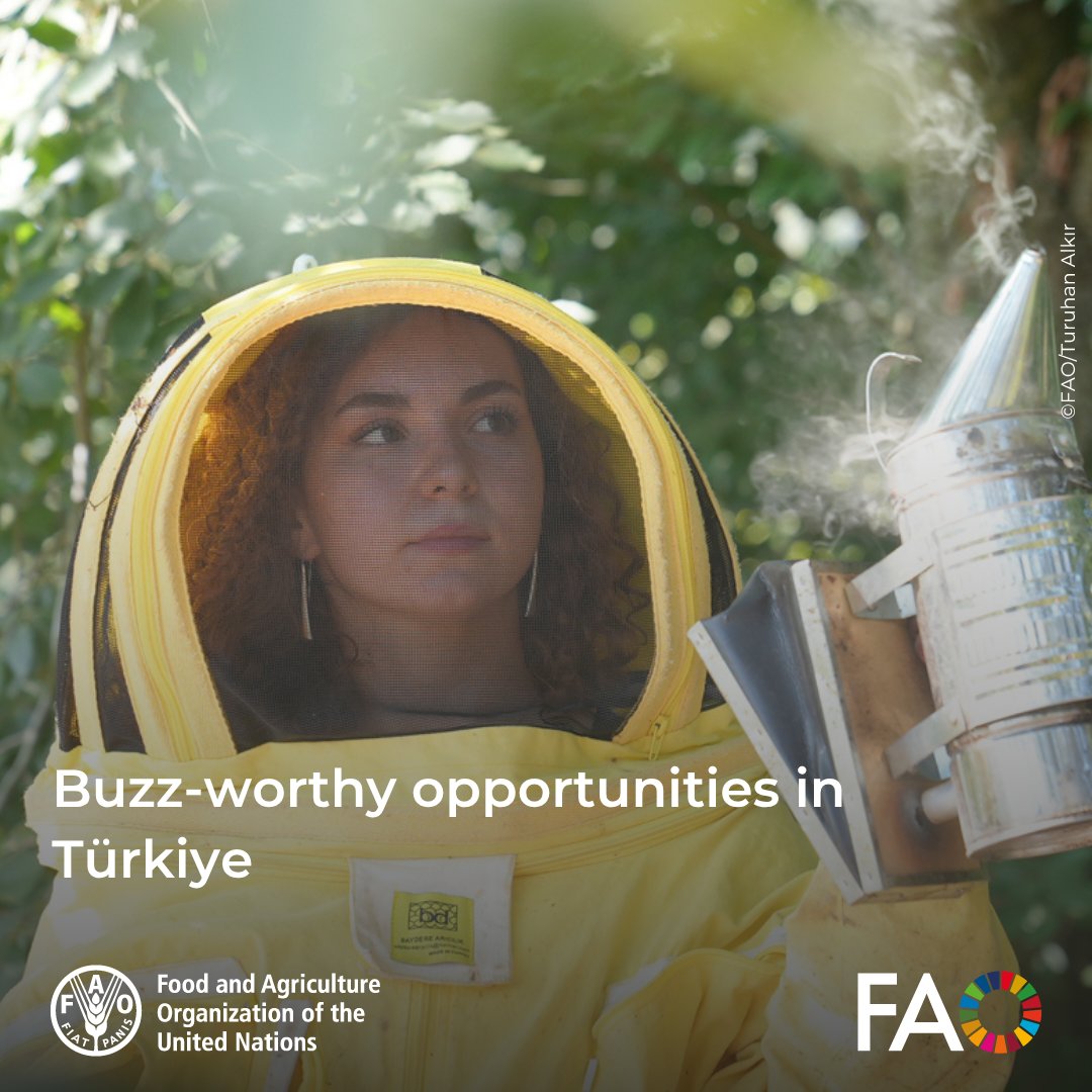 FAOGeneva's tweet photo. 🐝 In Düzce, Türkiye, young beekeepers are turning hives into hope.

With @FAO support, they're learning to market their products and grow sustainable and successful businesses.

Read more ➡️https://t.co/L885O2OJTu https://t.co/2UIIQzCV26