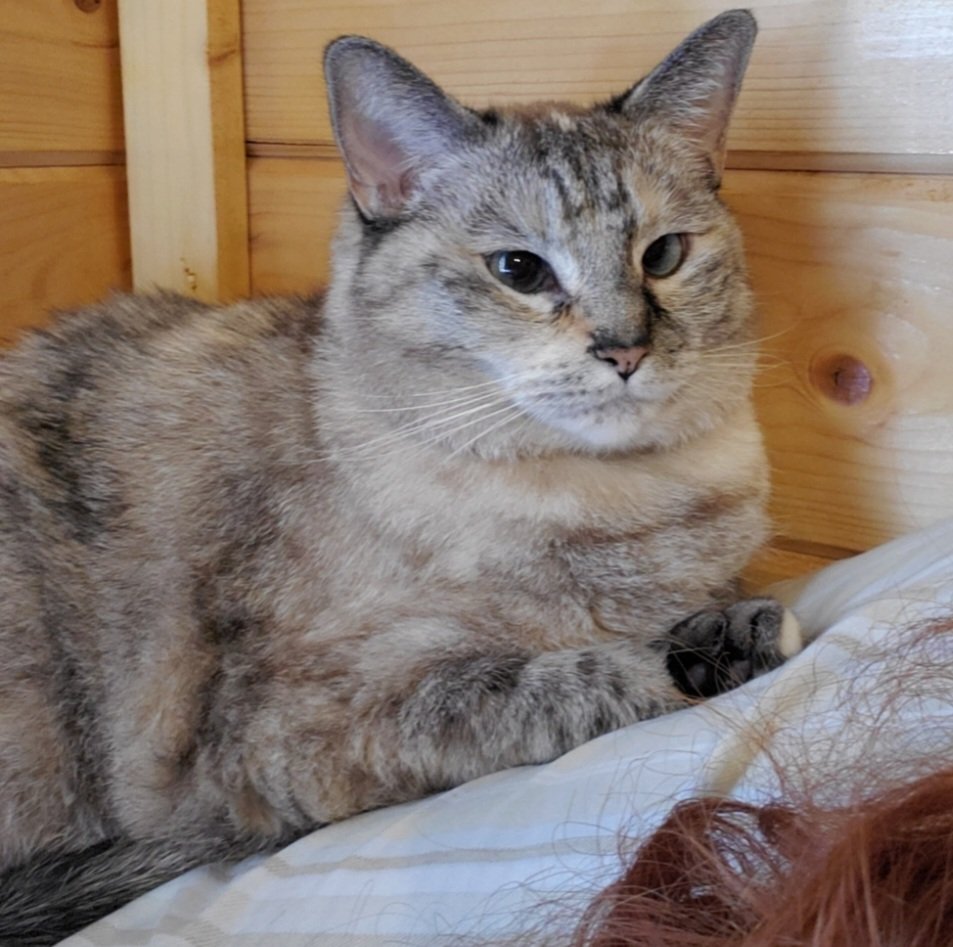 teazmalh's tweet photo. Long shot, but I'm looking for a kitty in Southern USA, KY as of 9/1/26. Mini Muffin, lynx point, spayed, pink collar w/ number, ~14-15 lbs, blue eyes, dimond on her head, white sock on her paw, &amp; black tail. https://t.co/JqL4YdvZLH