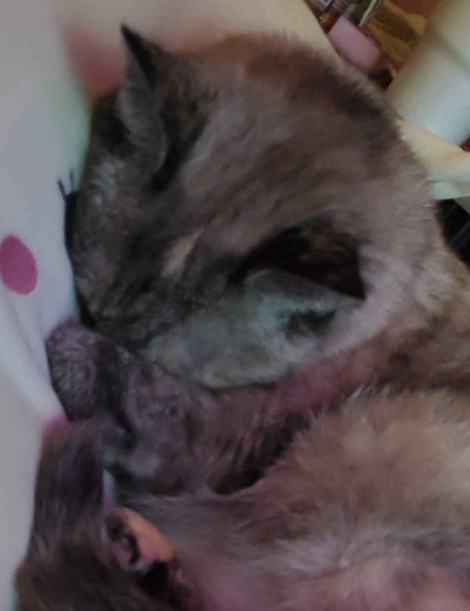 teazmalh's tweet photo. Long shot, but I'm looking for a kitty in Southern USA, KY as of 9/1/26. Mini Muffin, lynx point, spayed, pink collar w/ number, ~14-15 lbs, blue eyes, dimond on her head, white sock on her paw, &amp; black tail. https://t.co/JqL4YdvZLH