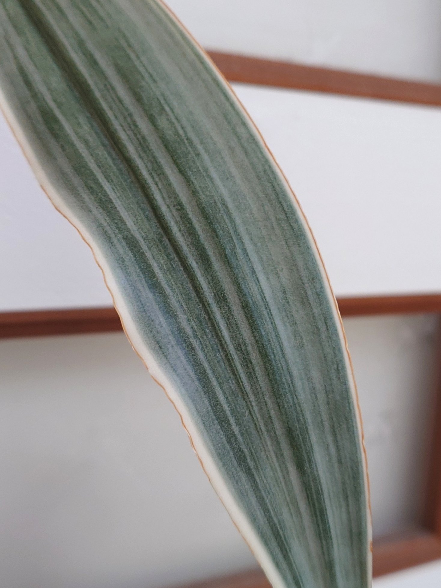 じーすけ в X: „サンスベリア グイネンシスマノリン🌿 #観葉植物“ / X