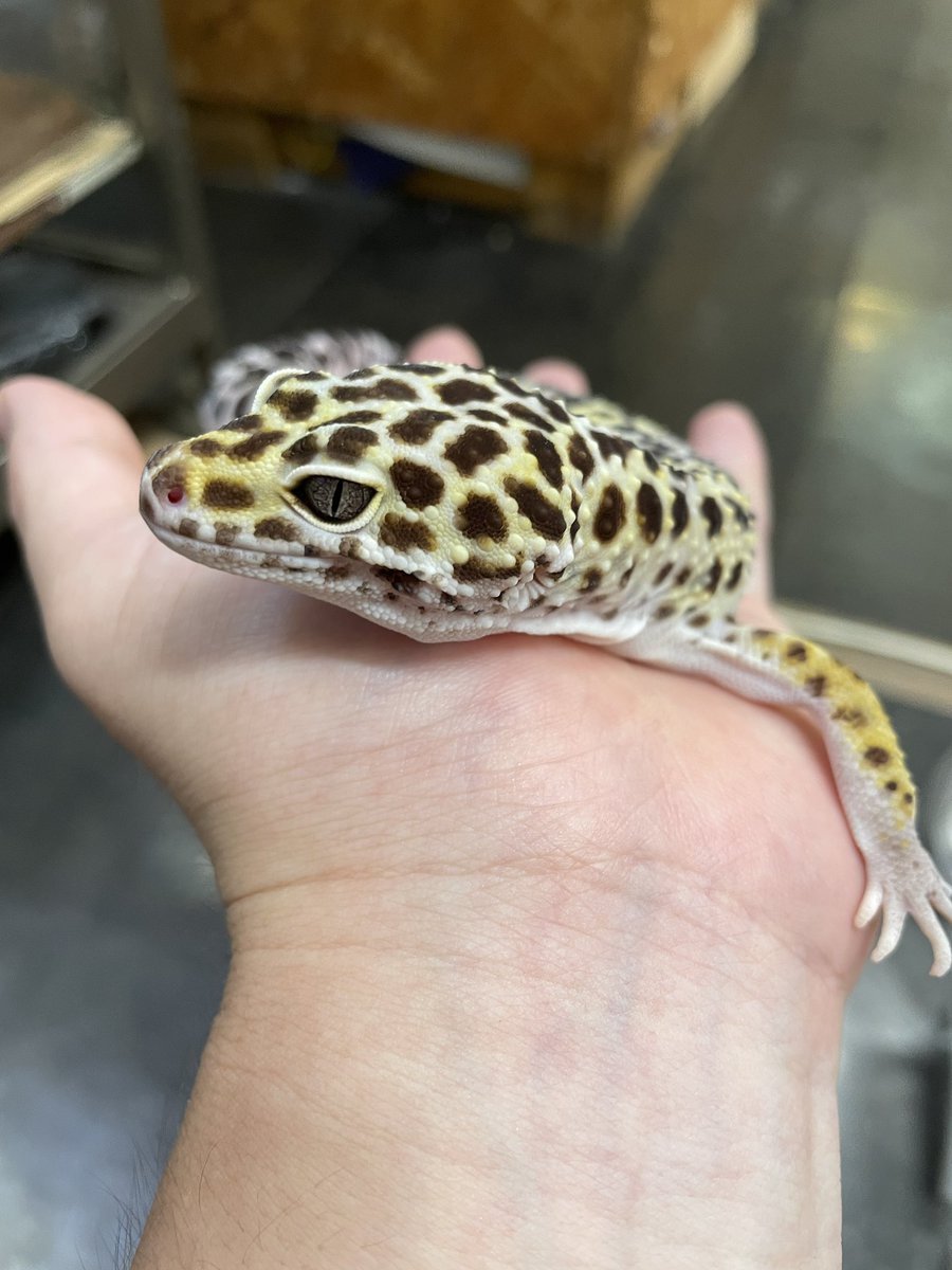WorldCharm47's tweet photo. ヒョウモントカゲモドキ マックスノー

写真じゃ伝わりませんがめちゃくちゃ大っきいです🤩🤩 https://t.co/uREMXQafKN