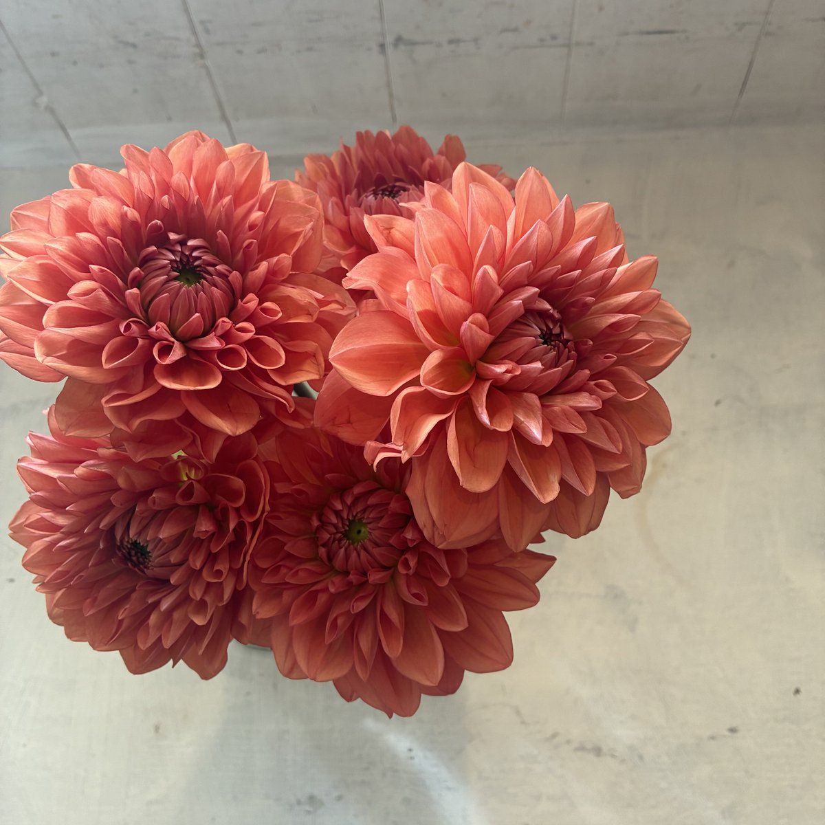 dicipeu's tweet photo. 毎日ひと花＊ダリア『オレンジストーン』 https://t.co/HkFTe2MIwv
